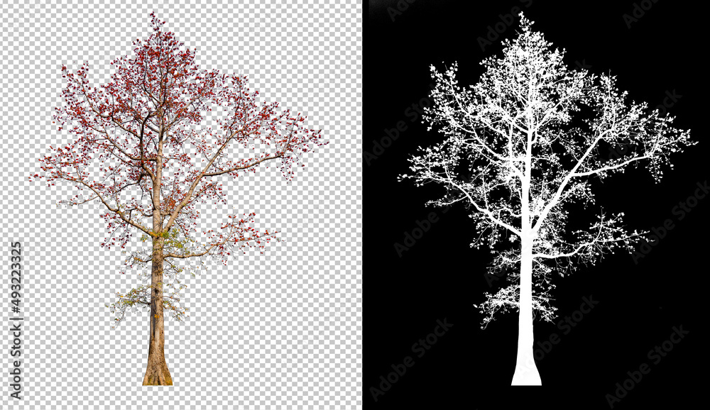 Poster red color flower tree on transparent picture background with clippings path, alpha channel in pictur