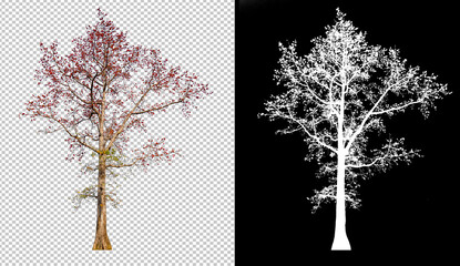 Red color flower tree on transparent picture background with clippings path, alpha channel in picture for easy selection and brush design