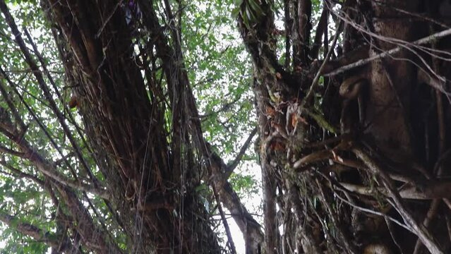 double decker living route bridge built by nature at forests from low angle