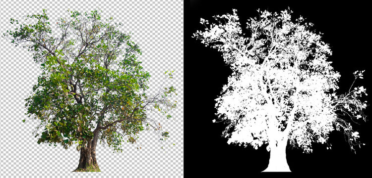 Big tree on transparent picture background with clippings path and alpha channel