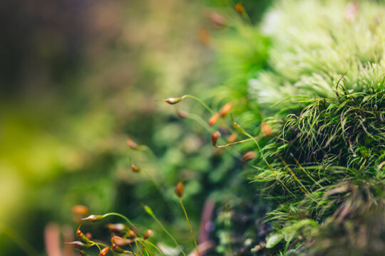 Green moss with spore capsules on red stalks growing on the edge of the forest macro shot. Background and texture of mosses with copy space. Pohlia nutans, nodding thread-moss selective focus. Ecology