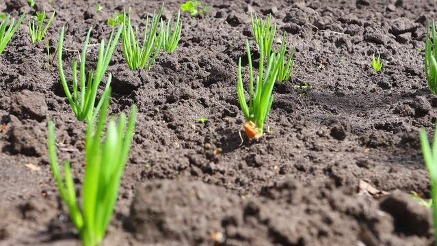 Vegetable seedlings of green onions in the open field close-up. Growing organic products in the garden, healthy food.