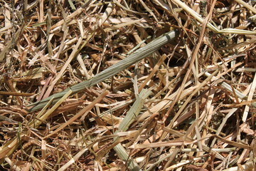 closeup of dry hay in sunlight