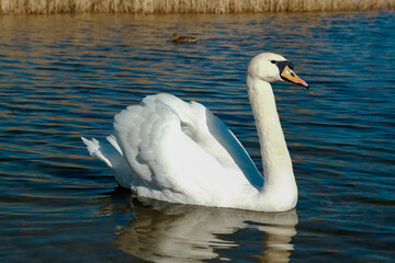 Naklejka premium swan on blue lake water in sunny day, swans on pond, nature series