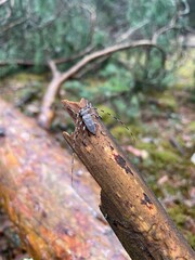 mustachioed beetle in the forest