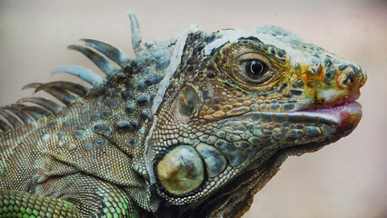 The iguana/L'iguane