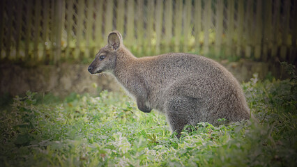 Naklejka premium THe wallaby/Le wallaby
