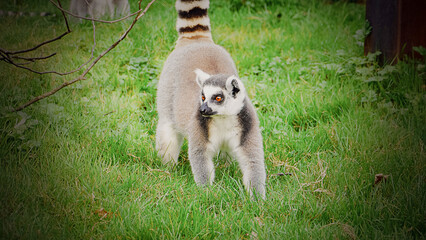 The lemur/Le lémur
