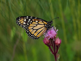 Fototapeta na wymiar borboleta monarca em flor campestre