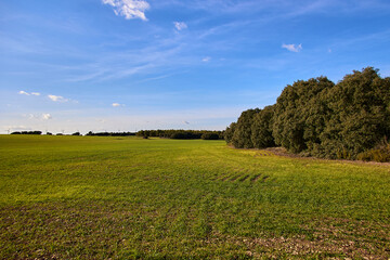 Green cereal field with windmills in the horizon on a sunny day with clouds in the blue sky