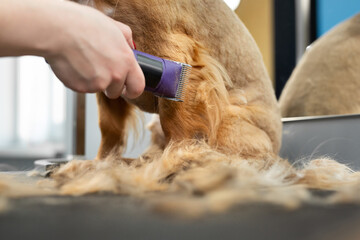 A groomer shaves a dog's fur with an electric razor in a barber shop