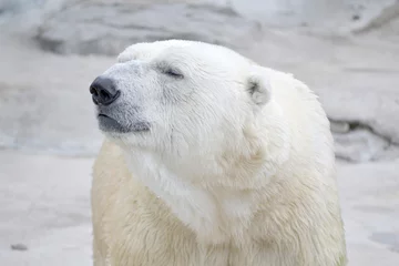 Tuinposter Large Polar Bear (Thalarctos maritimus) with a Rocky Background © Bill