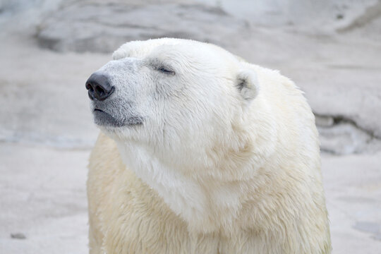 Large Polar Bear (Thalarctos maritimus) with a Rocky Background