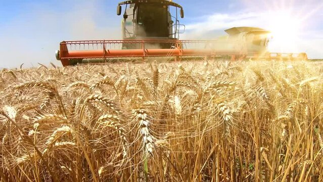 Combine harvesters revolving reel harvesting wheat crops in cultivated agricultural field at sunset