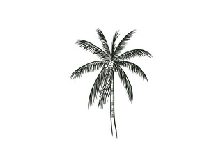 Fototapeta na wymiar palm tree sketch rough, hand drawing vector