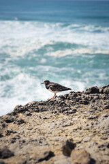 Ein Vogel sitzt an der Klippe vor dem Meer