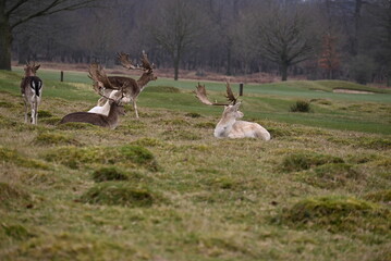 herd of stag 