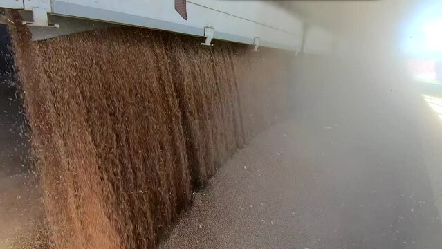 Unloading wheat from the tractor trailer in a silo after harvest