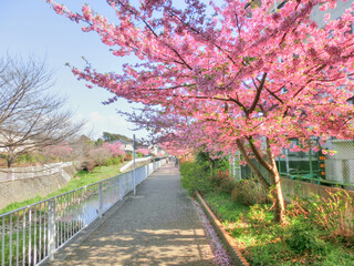 ピンクの美しい河津桜が咲いた平戸永谷川沿いの春の風景