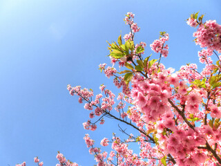 ピンクの美しい花が咲いた河津桜の枝先と青空背景のコピースペース