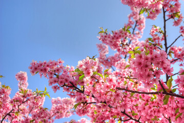 青空背景にピンクの美しい花が咲いた河津桜