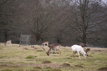 Fototapeta premium dear 