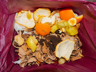 detail of  domestic container of organic waste - 493229392