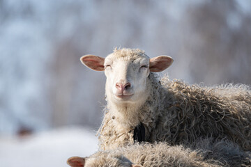 Obraz premium sheep in winter