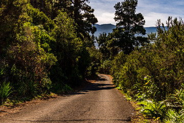 Carretera rodeada de árboles en la isla de Tenerife