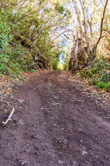 Sendero rodeado de árboles en Tenerife 