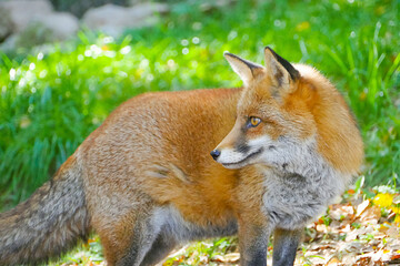 Fox/Le renard