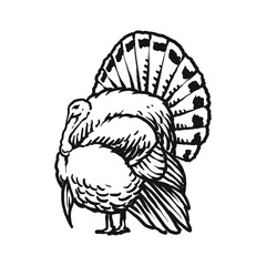 Fototapeta na wymiar wild turkey avian pet hand drawing