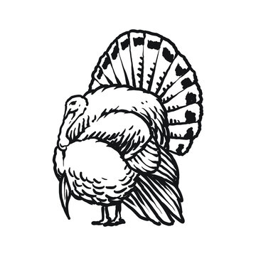 Wild Turkey Avian Pet Hand Drawing