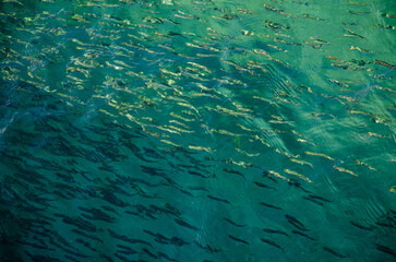 Flock of small fish swims in sea top view