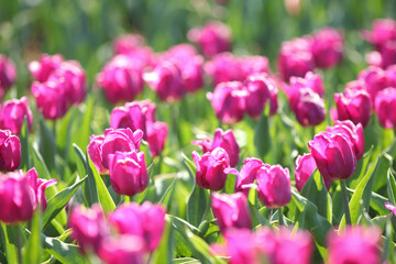 beautiful tulips in the garden