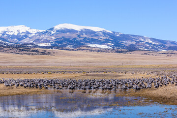 Migrating Greater Sandhill Cranes in Monte Vista, Colorado