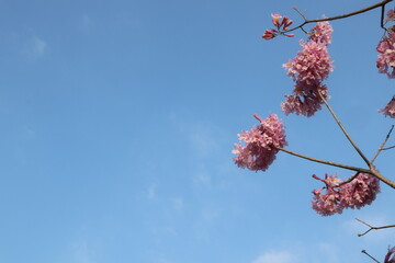 pink flowers background of blooming Tabebuia rosea design for holiday and spring concept