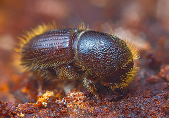 The European spruce bark beetle - Ips typographus