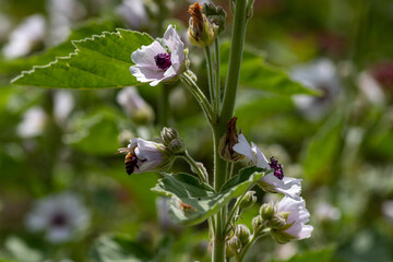 Stem of marshmallow plant with flowers and a honey bee crawling in a flower calyx, shallow depth of field, selective focus.