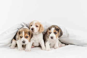 Three beagle puppies sitting under a blanket at home on the bed