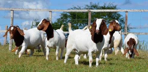 Beautiful female Boer Goats on the farm - Powered by Adobe