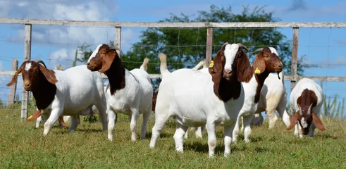 Fotobehang Beautiful female Boer Goats on the farm © LGAndrade