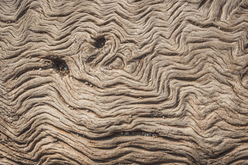 Close up view of tree truck surface. Pattern and texture. Natural background