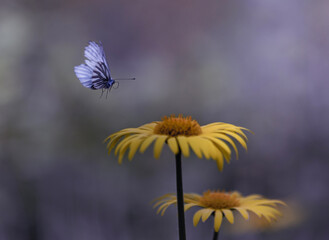 Close-up flying butterfly and two yellow daisies