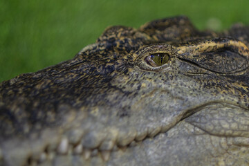 crocodile closeup eye, Alligator, Dangerous animal