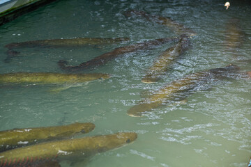 arapaima, dangerous amazon fish, giant