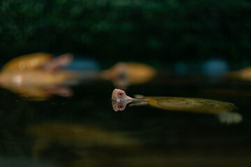 japanese turtle in water, red-eared slider