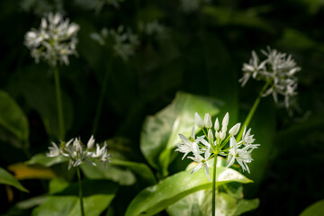 Wild garlic blooming in forest, illuminated by sunlight