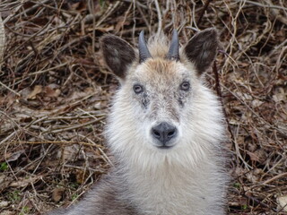 Fototapeta premium ニホンカモシカ