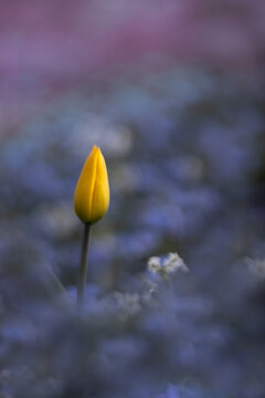 Yellow tulip bud on a background of blue forget-me-nots in soft focus